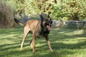 fatal dog mauling, orange county dog bite attorney, personal injury attorney